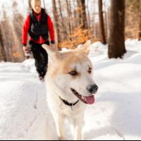 Keep Your Pets Healthy This Winter