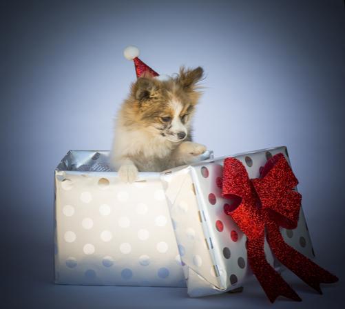 christmas-pet-gift