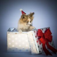 Our Guide to Giving Pets as Gifts