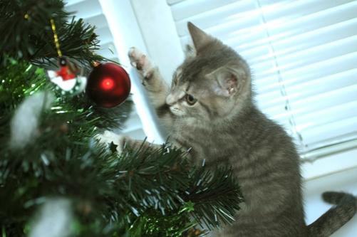 christmas-tree-kitten