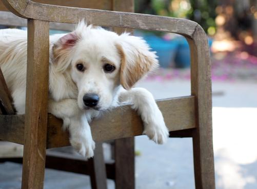 clever-dog-on-chair